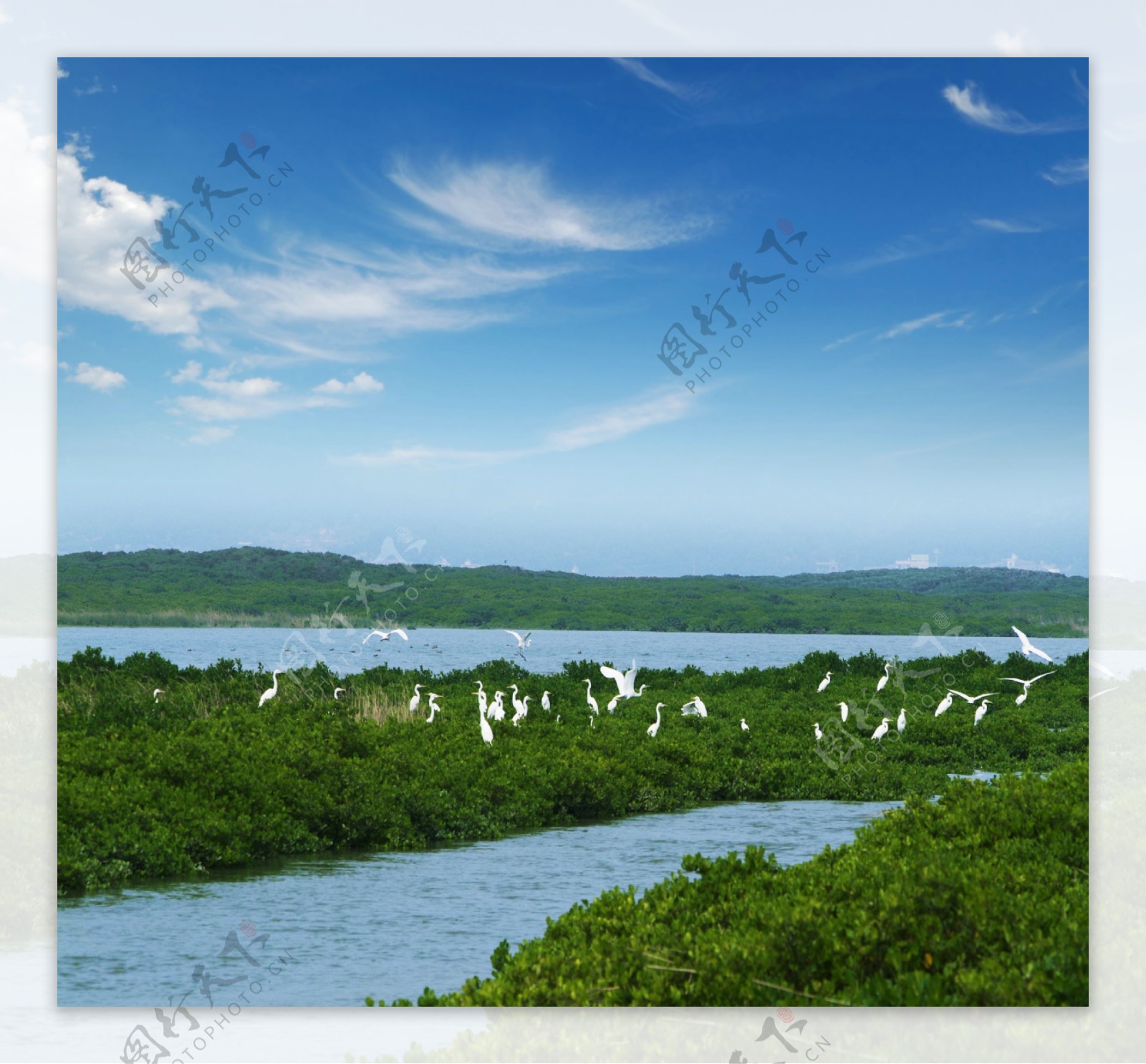 漳州云霄漳江口国家级红树林白鹭保护区图片