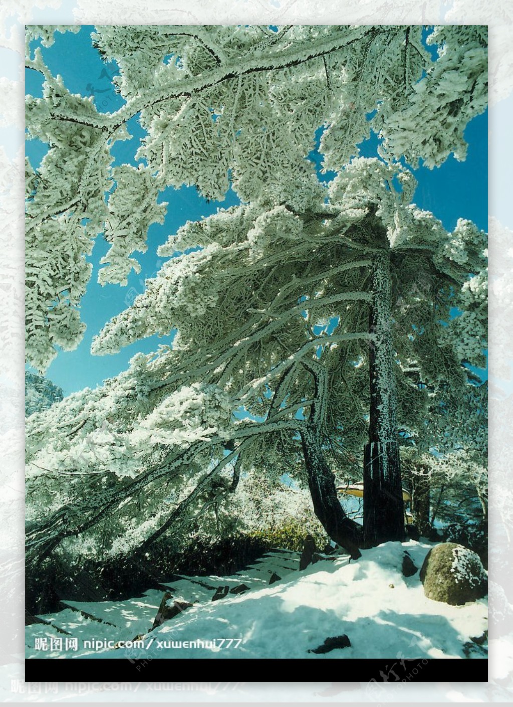 黄山雪松图图片