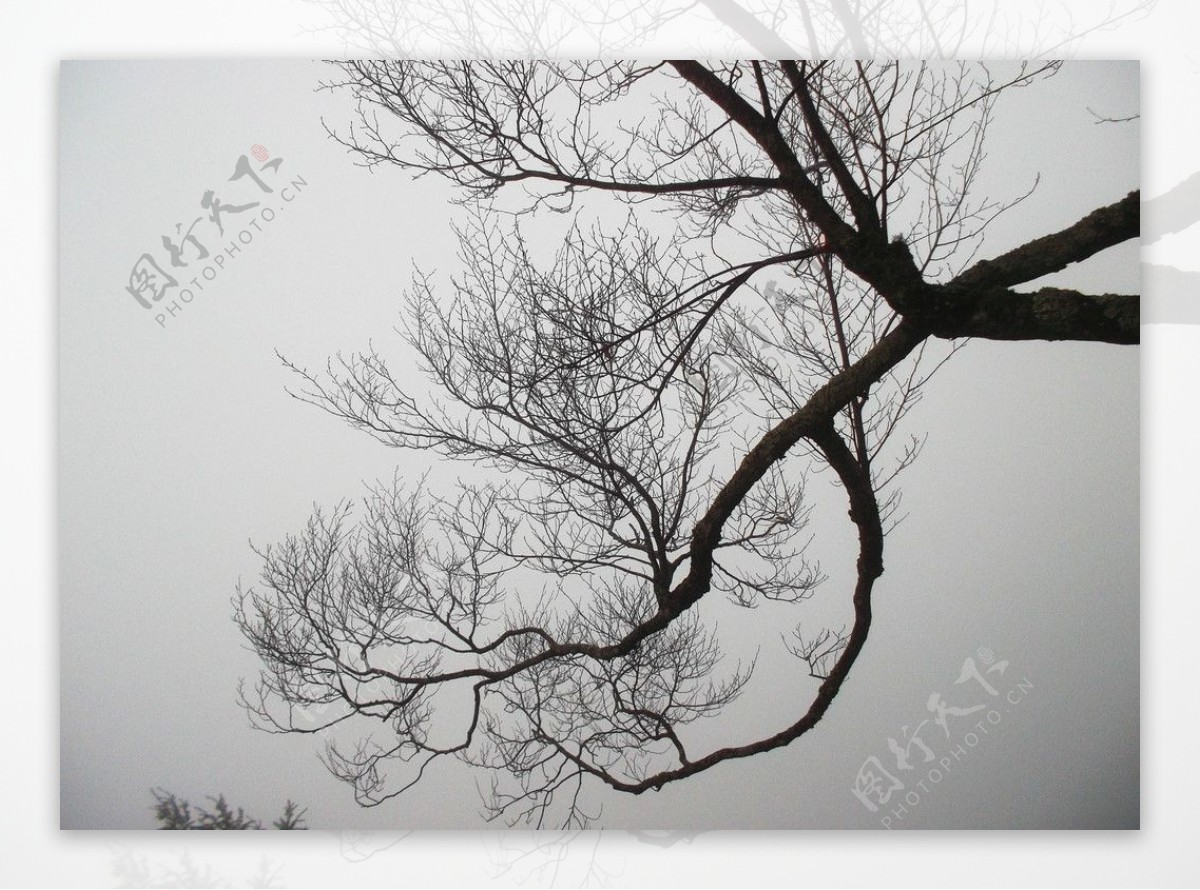 天坑雾气衬托的枝蔓图片