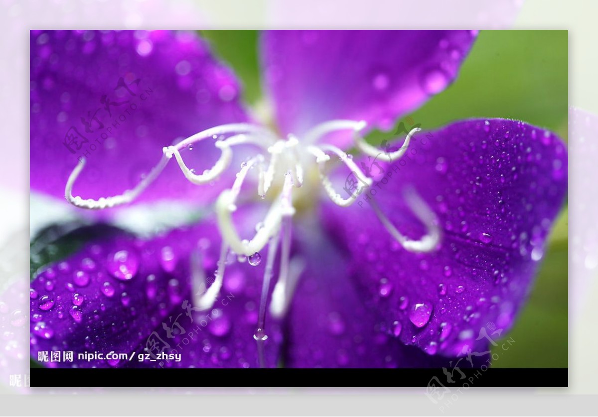 雨后花儿图片