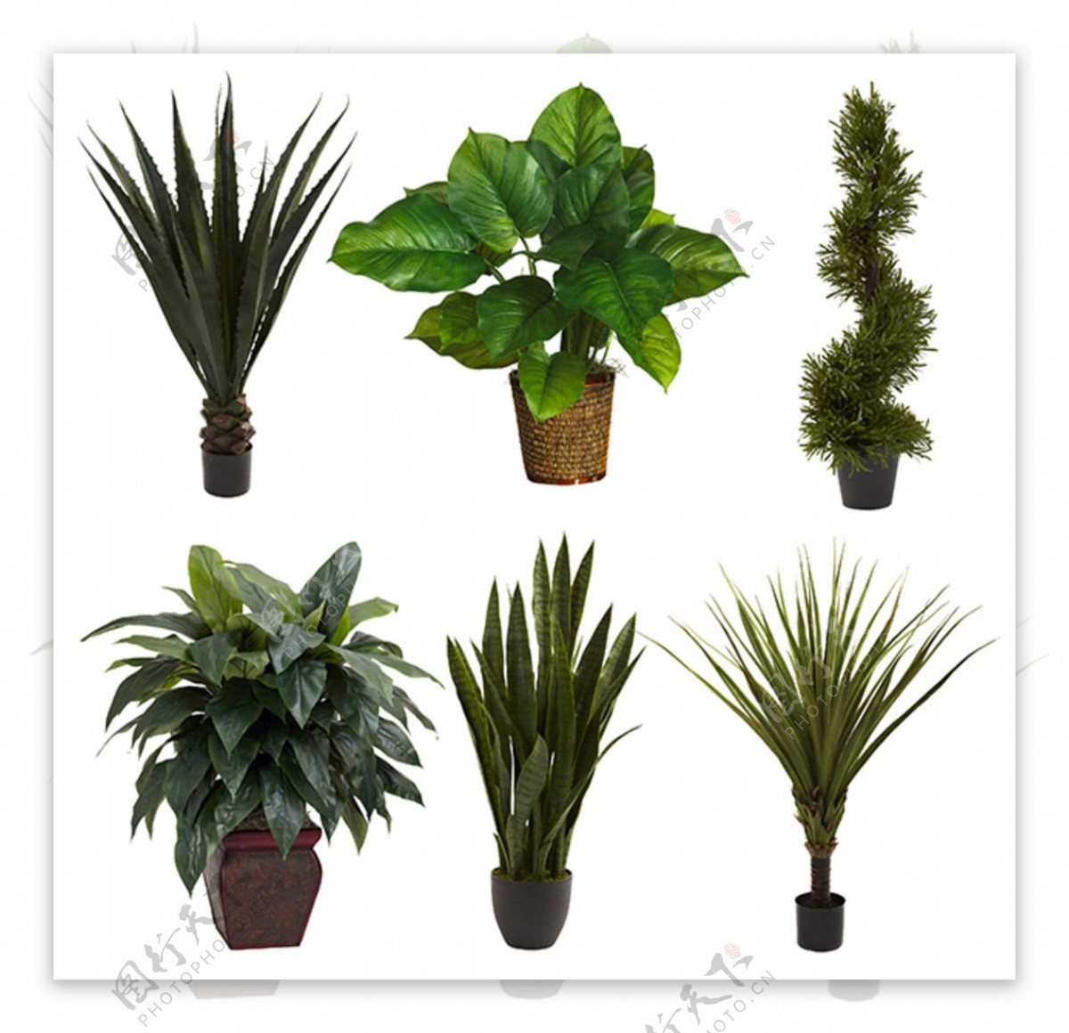 绿色观赏植物图片