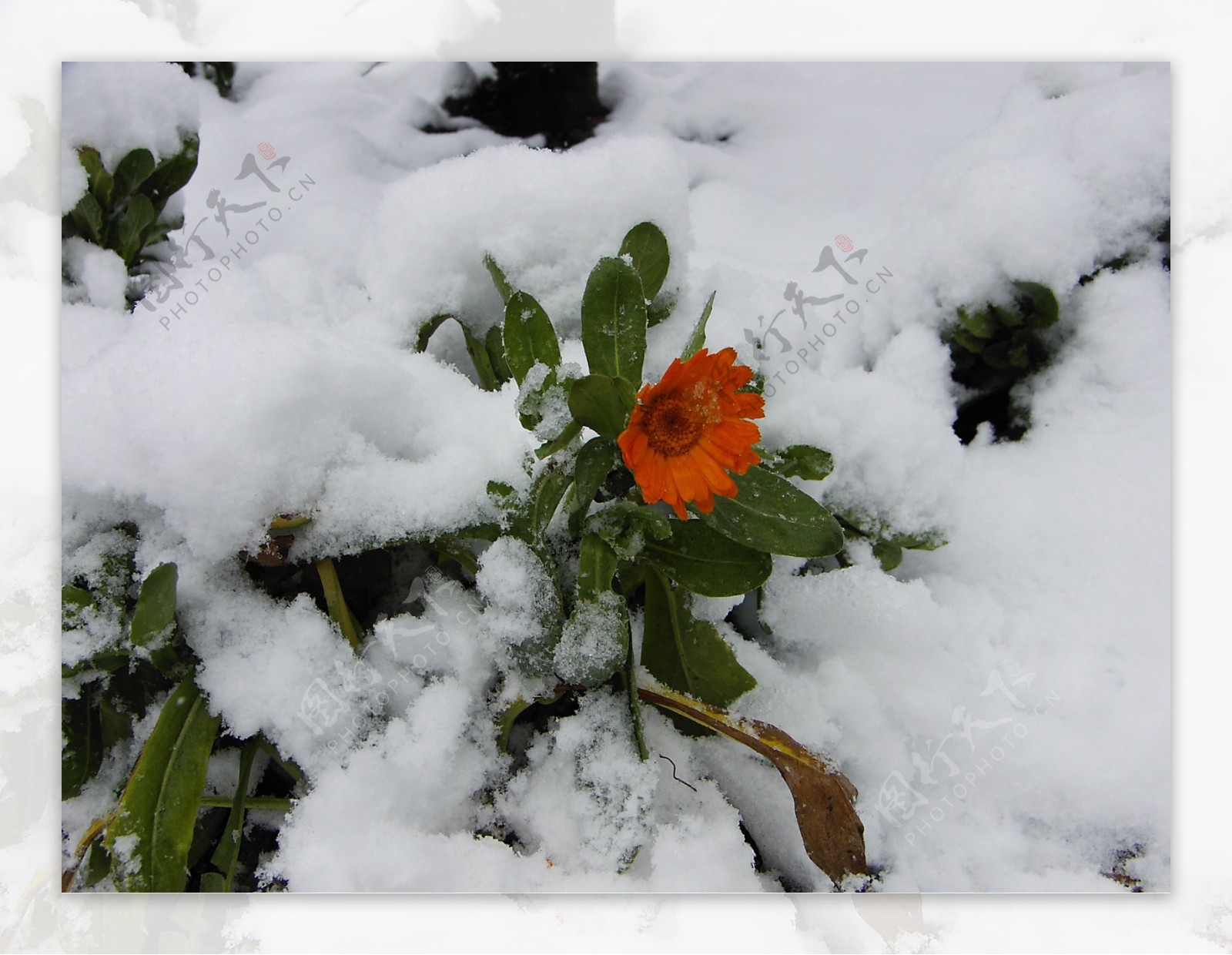 雪中花图片