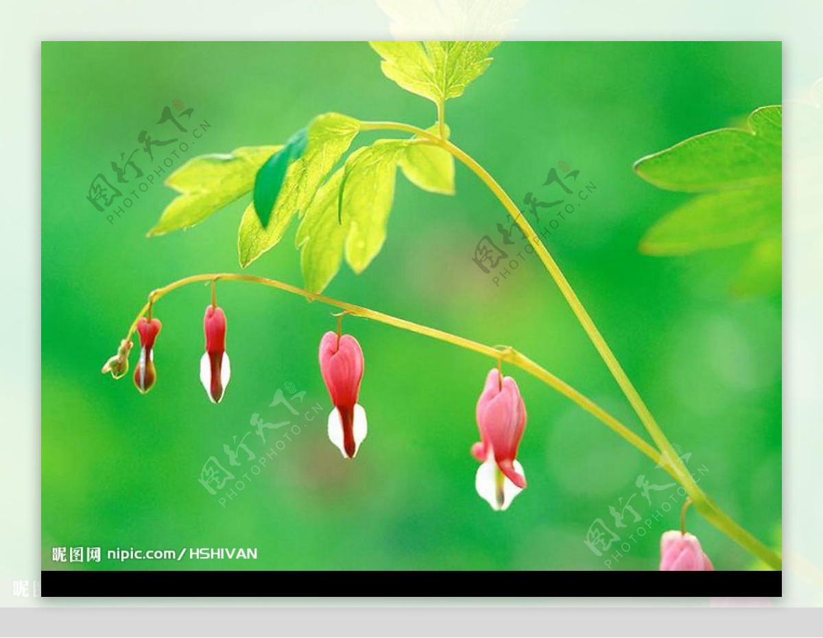韩国花朵花卉壁纸图片素材-编号23236889-图行天下
