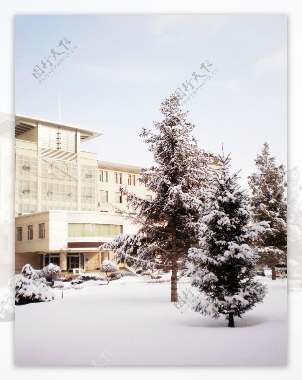 雪景树图片