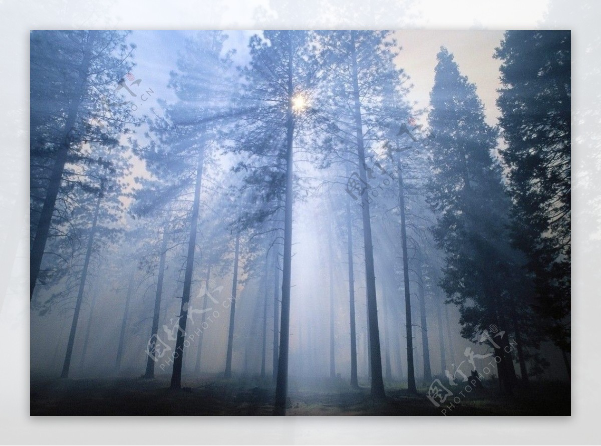森林之光图片