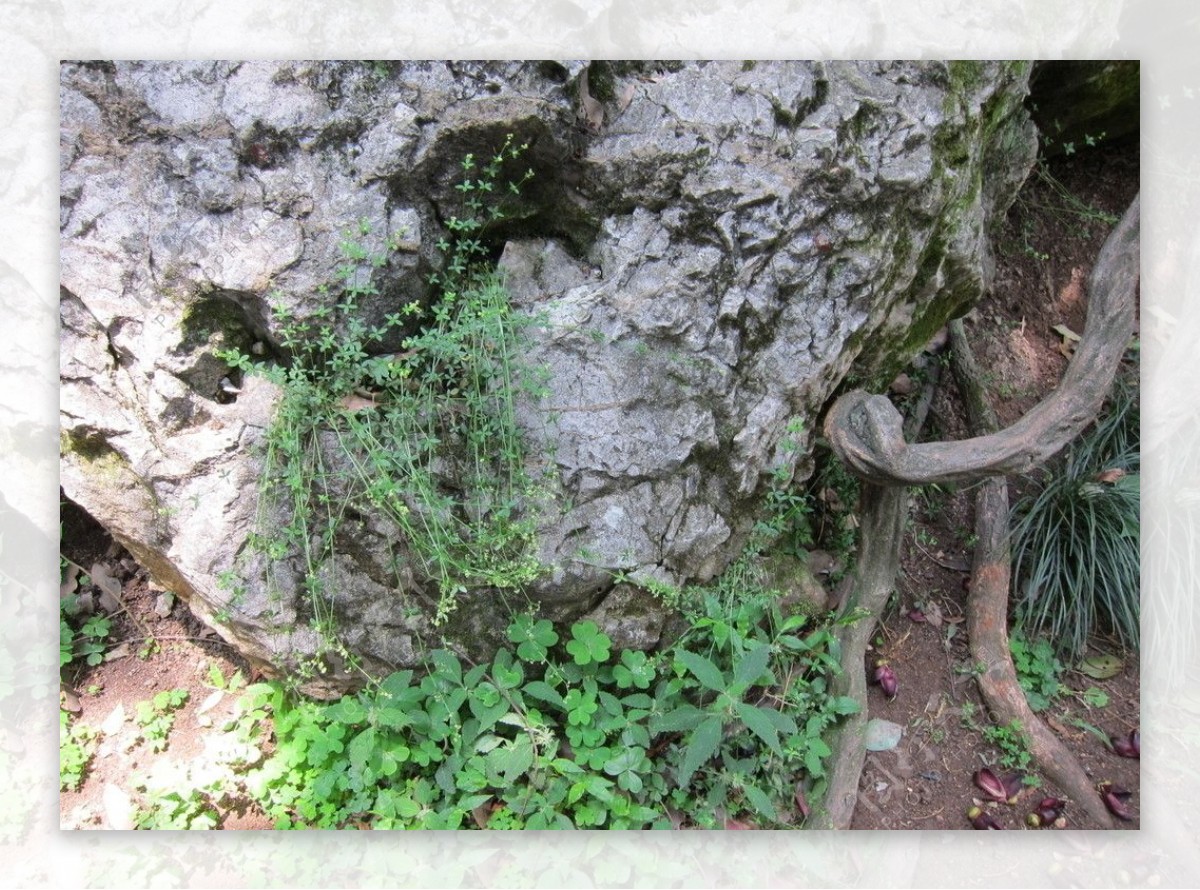 杭州玉皇山中的藤和石图片