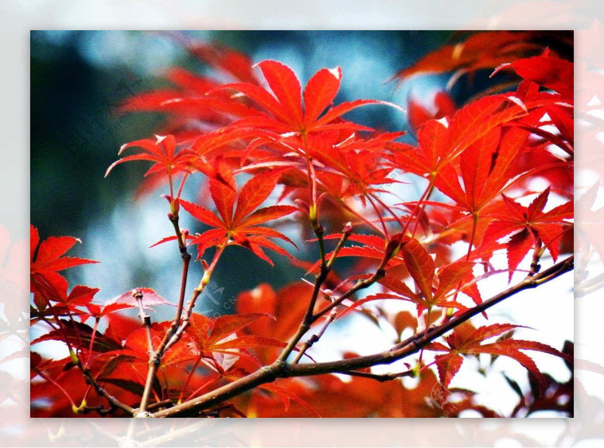 秋至栖霞枫叶红图片