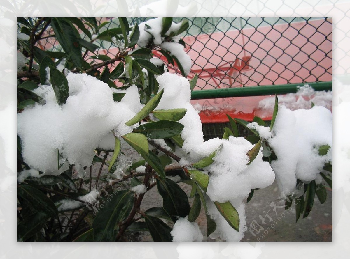 叶与雪图片