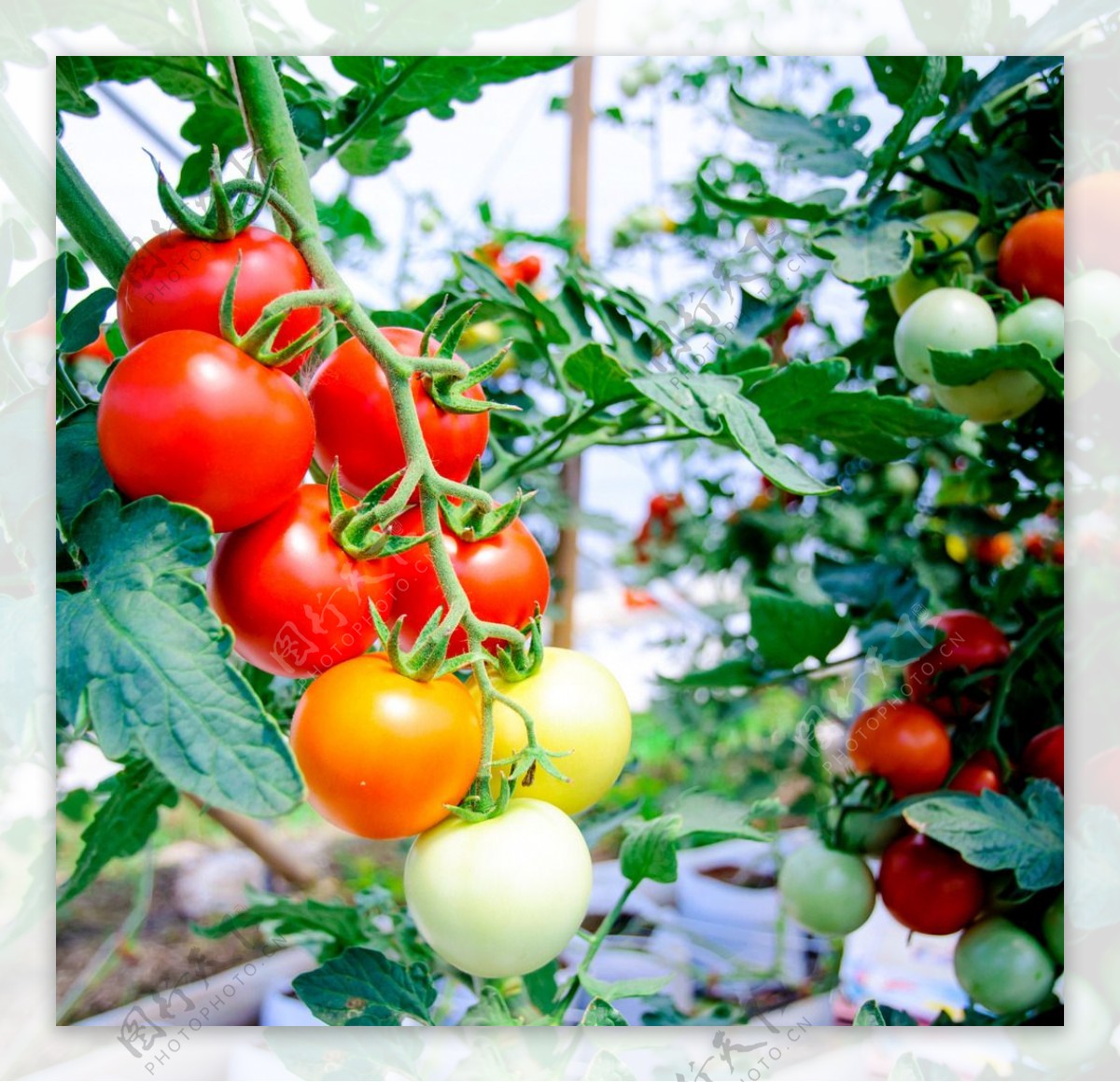 刚刚成熟的新鲜西红柿图片
