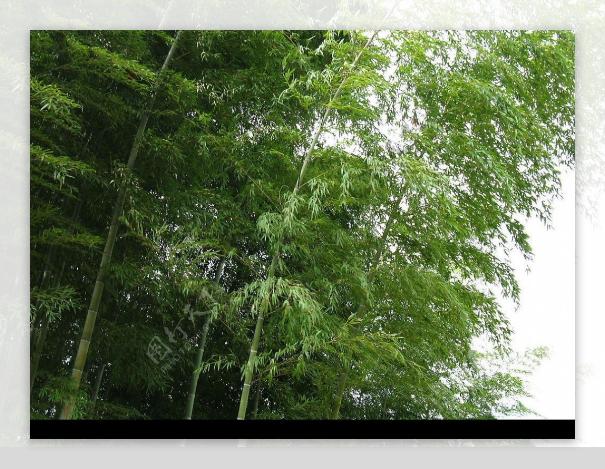 竹林竹子绿色生态绿色图片