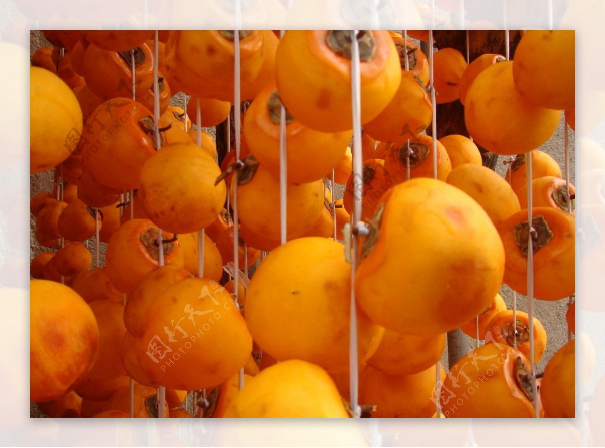 秋天的柿子成熟的黄色柿子图片