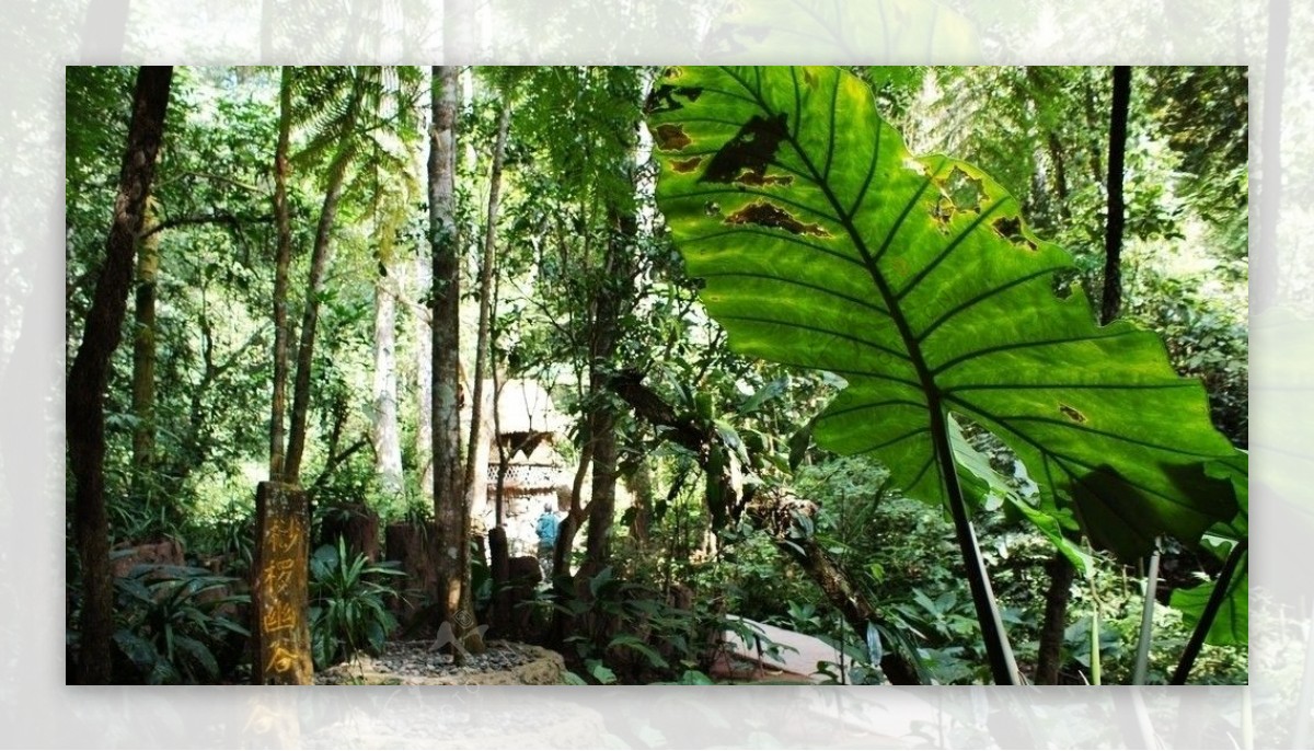 西双版纳热带雨林谷图片
