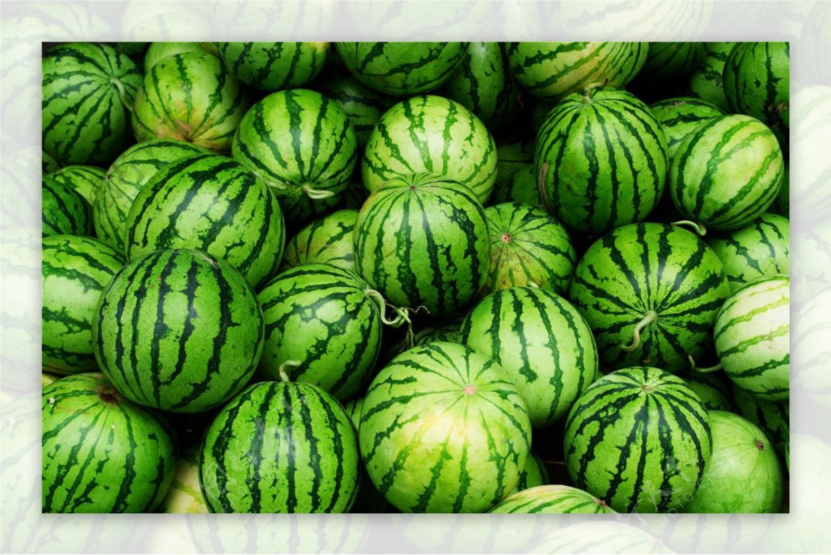 双星世佳优质西瓜种子批发价格@新疆 双星 西瓜-食品商务网