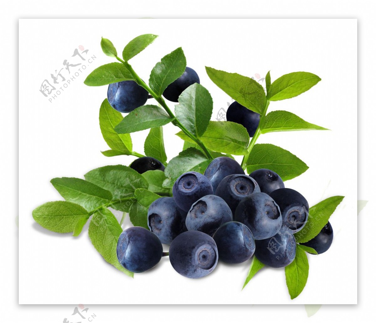 高丛蓝莓图片