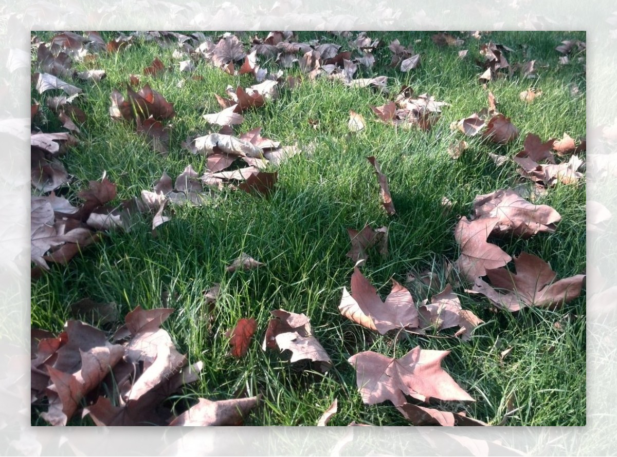 草地的落叶图片