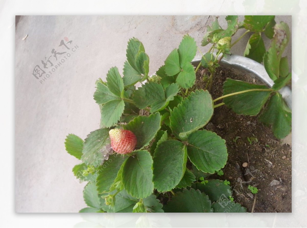 盆栽草莓图片