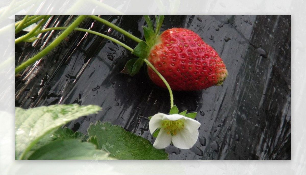 高清草莓大图图片