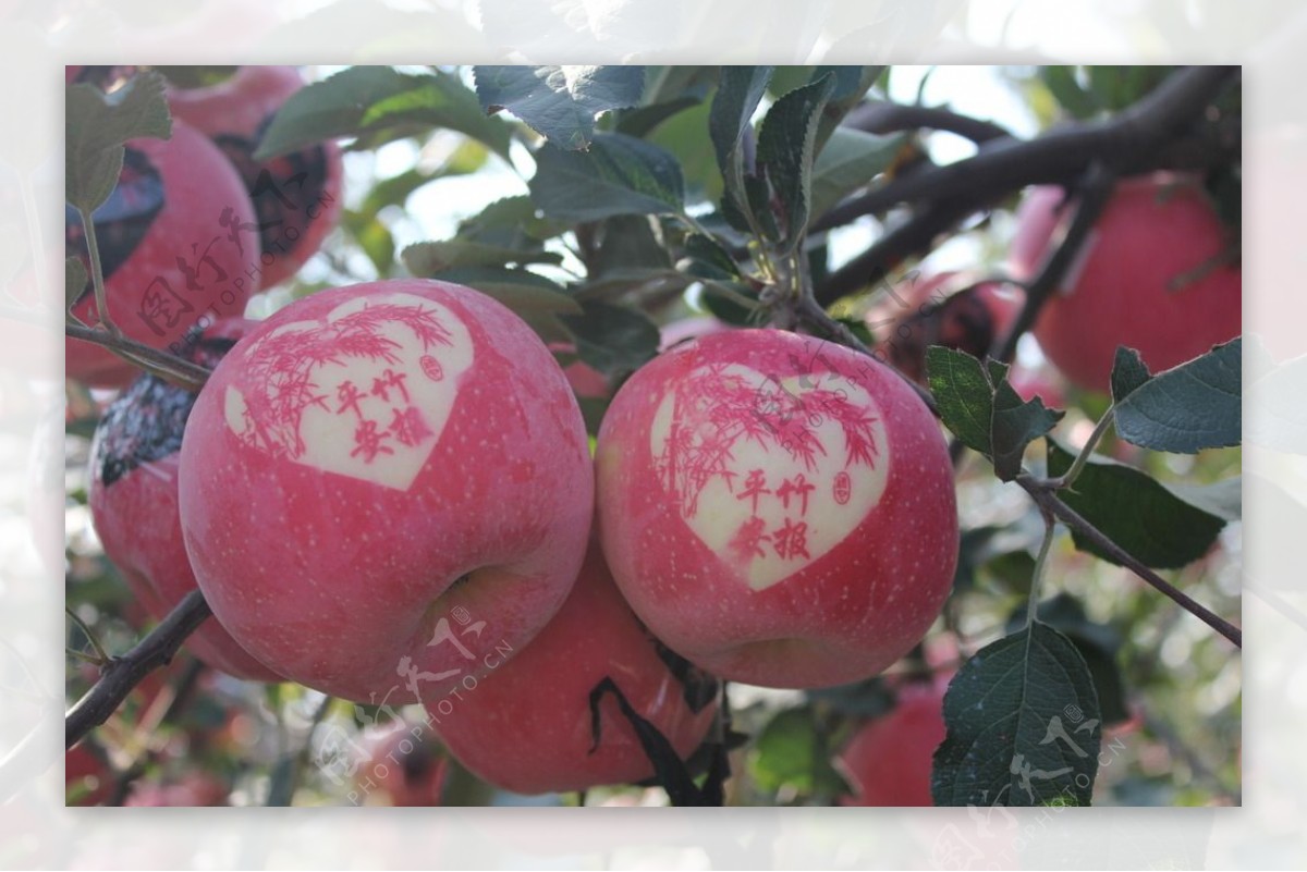 栖霞艺术苹果图片