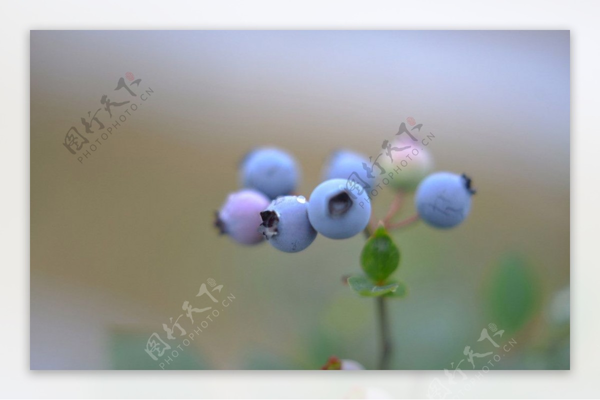 蓝莓熟了图片