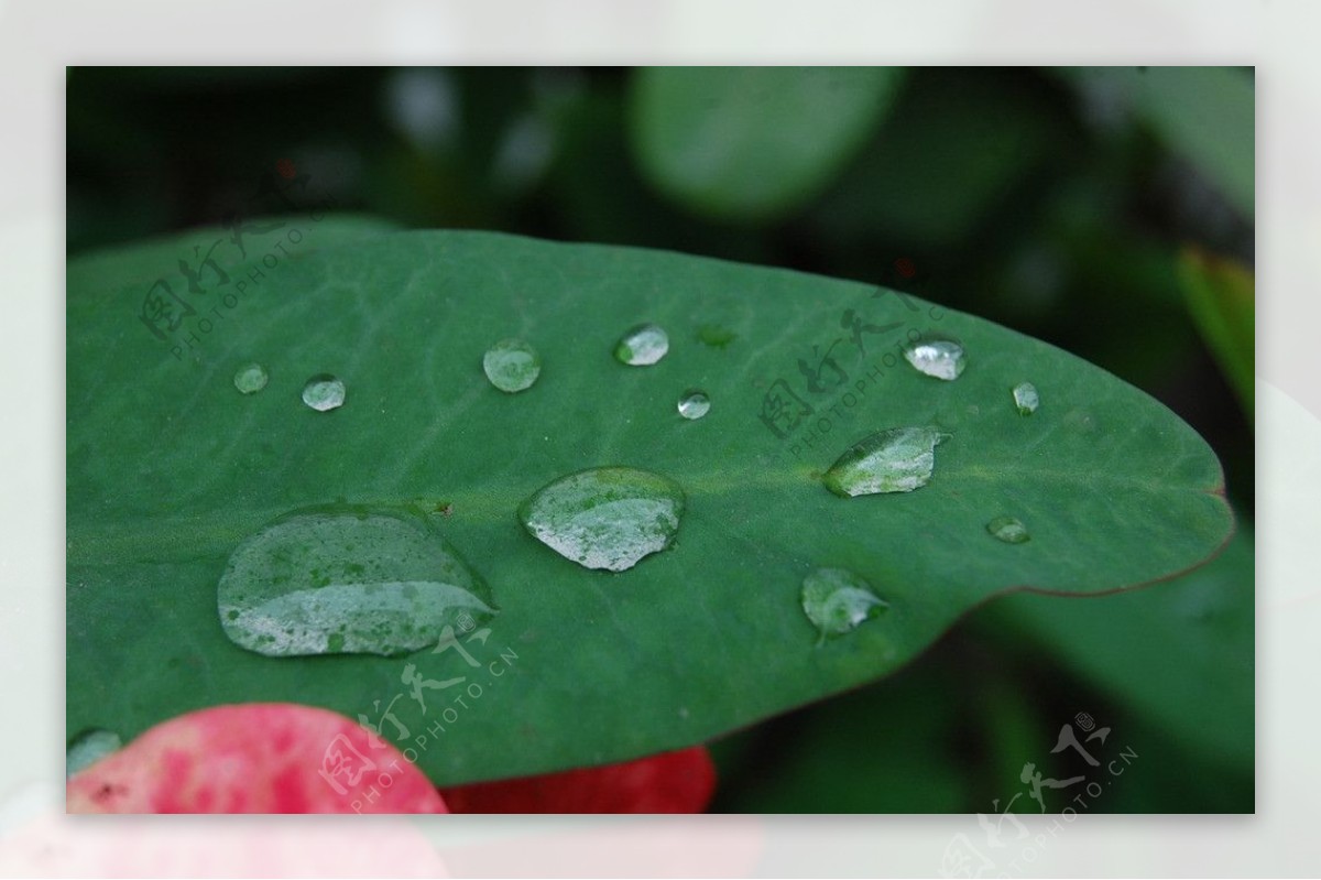 雨后图片