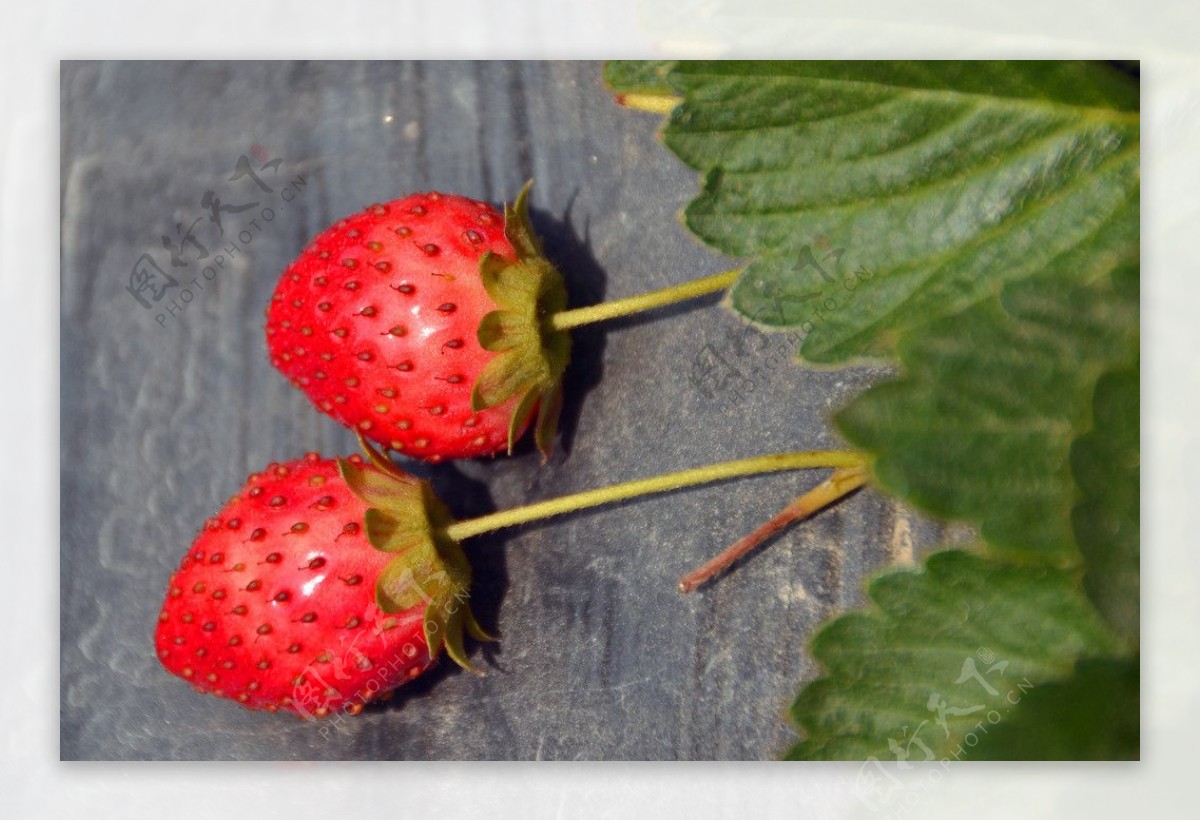 两个红色草莓图片
