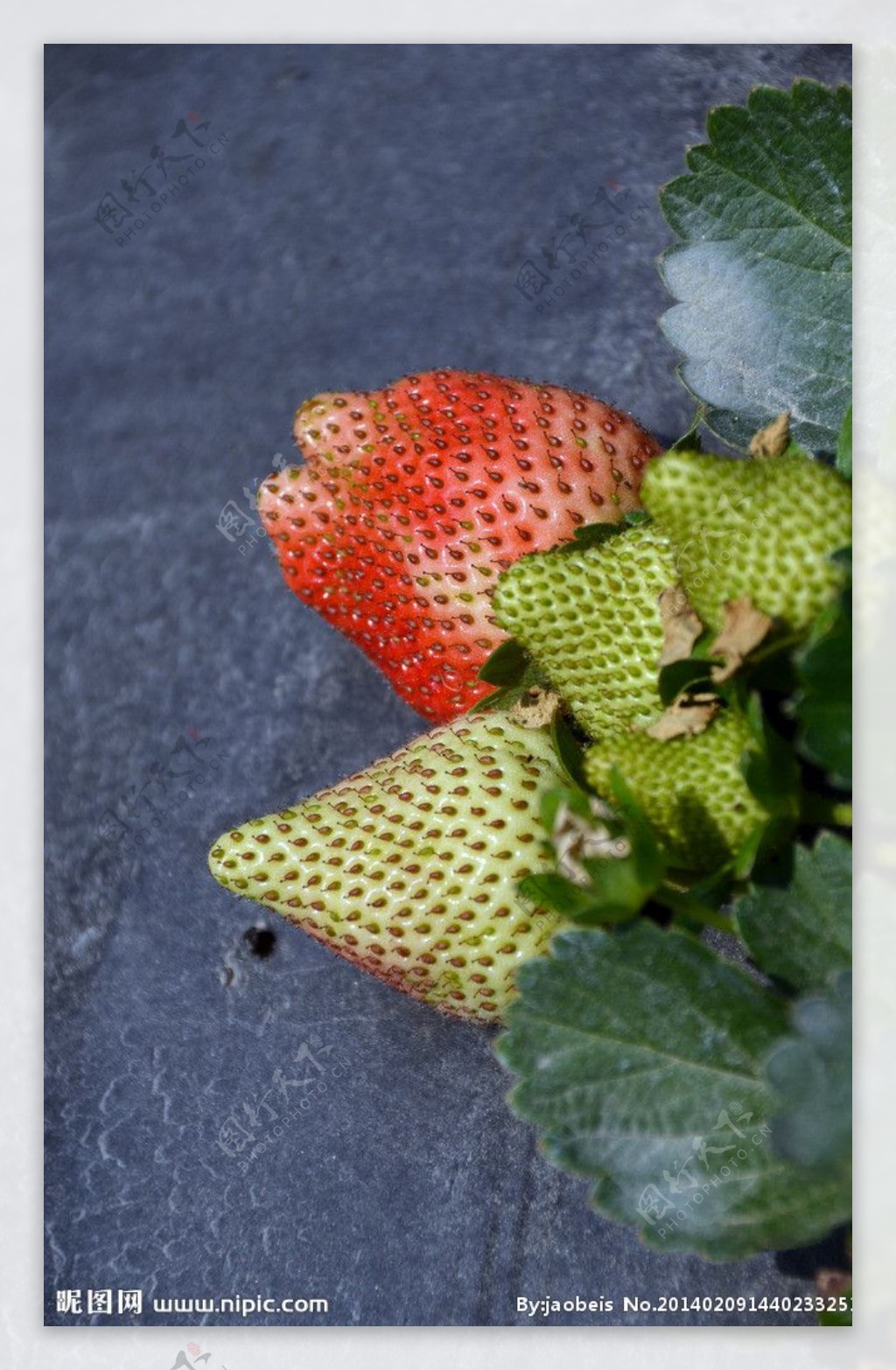 草莓物语图片