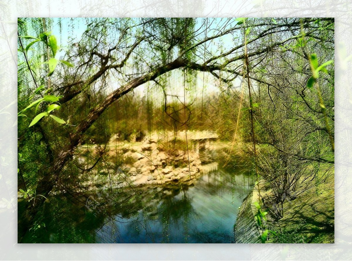 湖边柳树图片