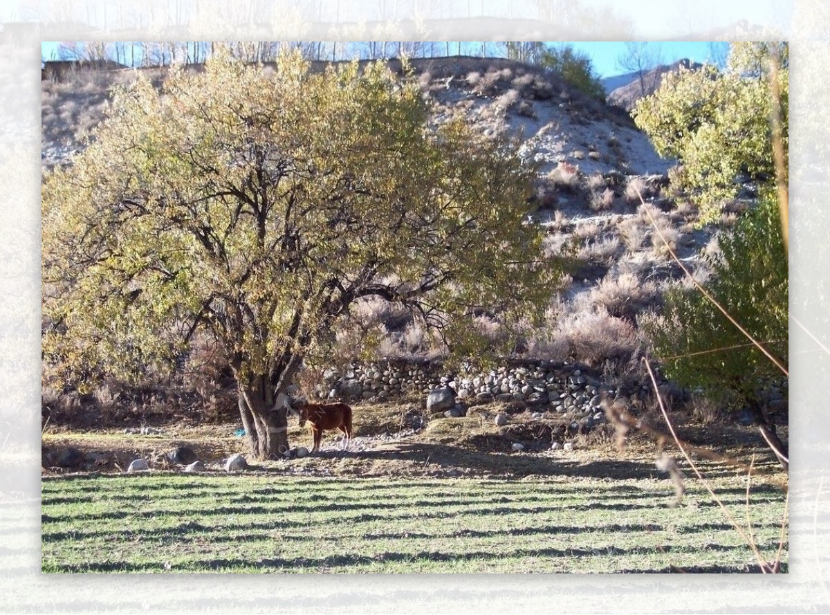 驴子和树图片