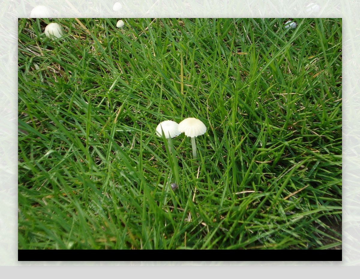 长在草中的野菇图片