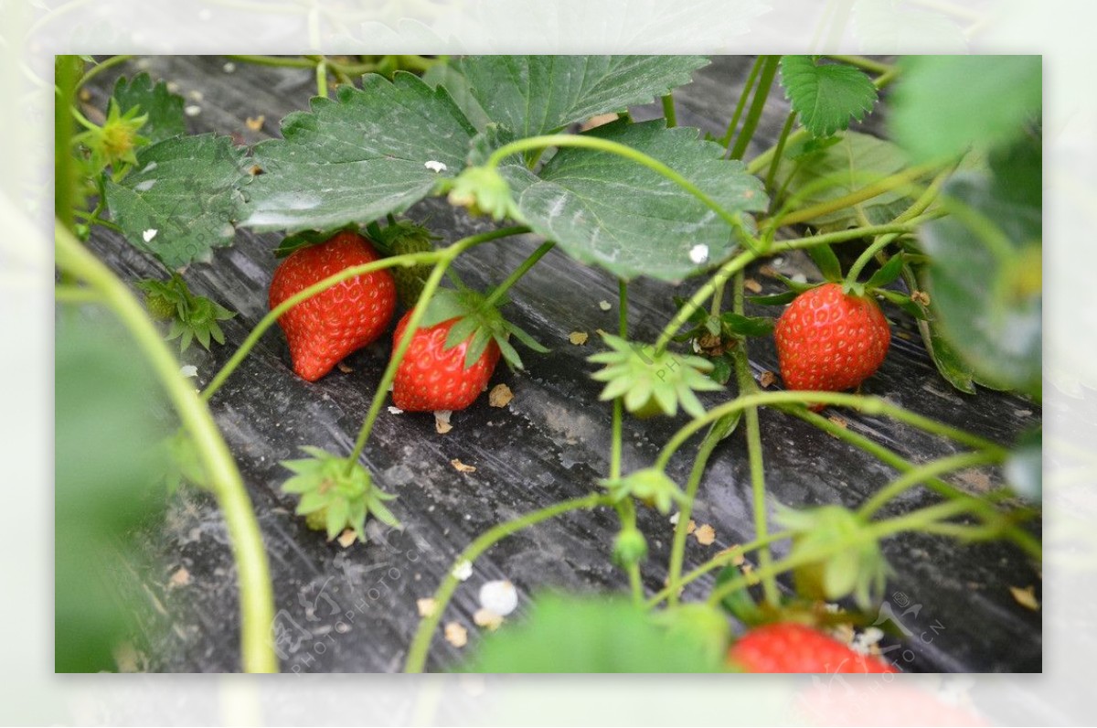 地里的草莓图片