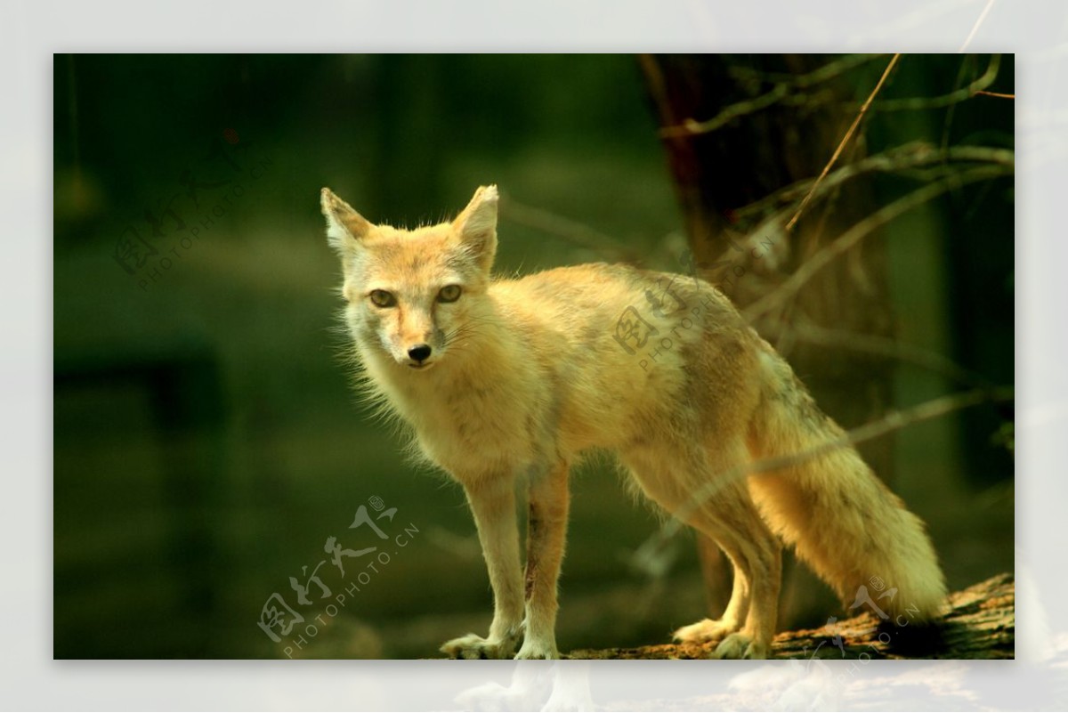 金色的狐狸图片
