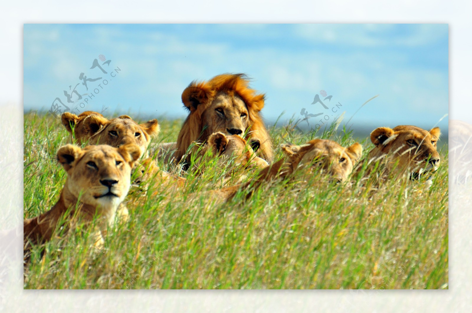 狮子群图片