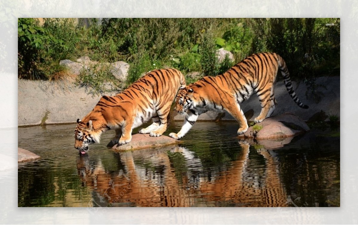 老虎喝水图片