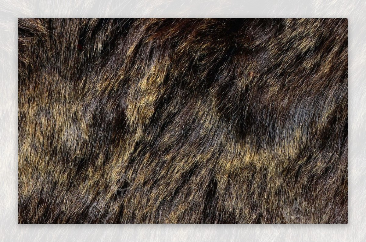 熊毛图片素材编号13725079图行天下