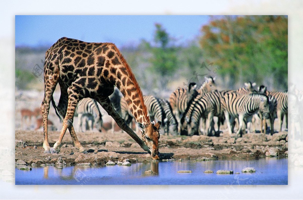 长颈鹿饮水图片