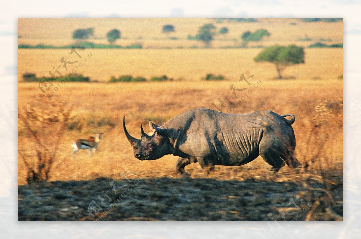 草地奔跑着的犀牛图片
