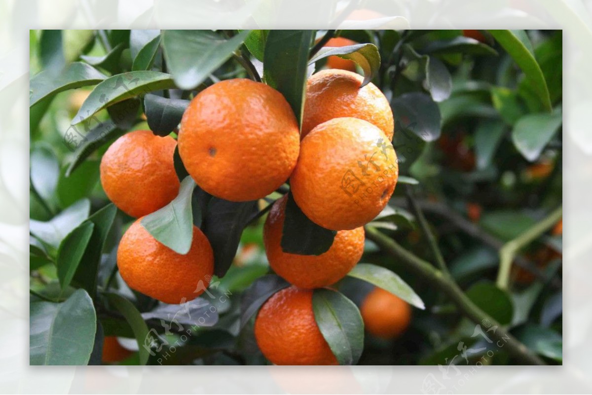 橘子树图片