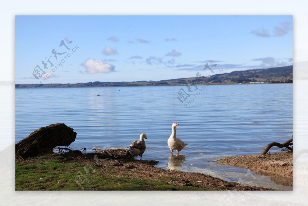 湖畔野鸭图片