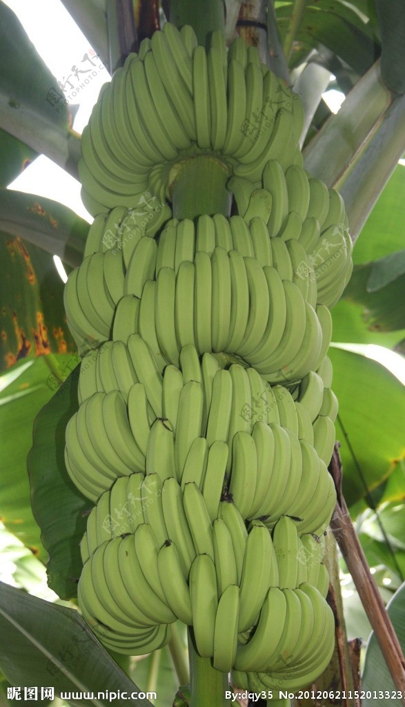 大串香蕉图片