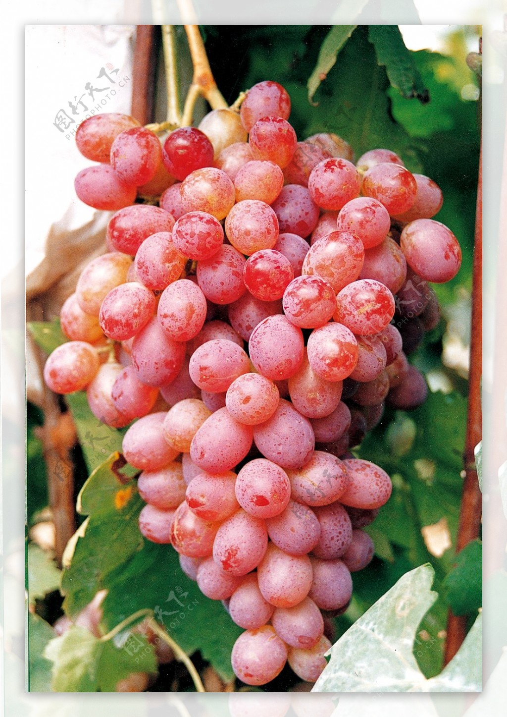 葡萄品种秋红图片