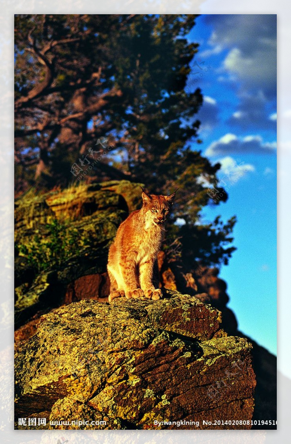 站在崖边的野猫图片