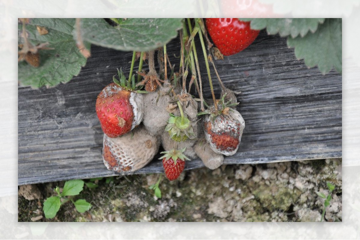 高清草莓灰霉病图片