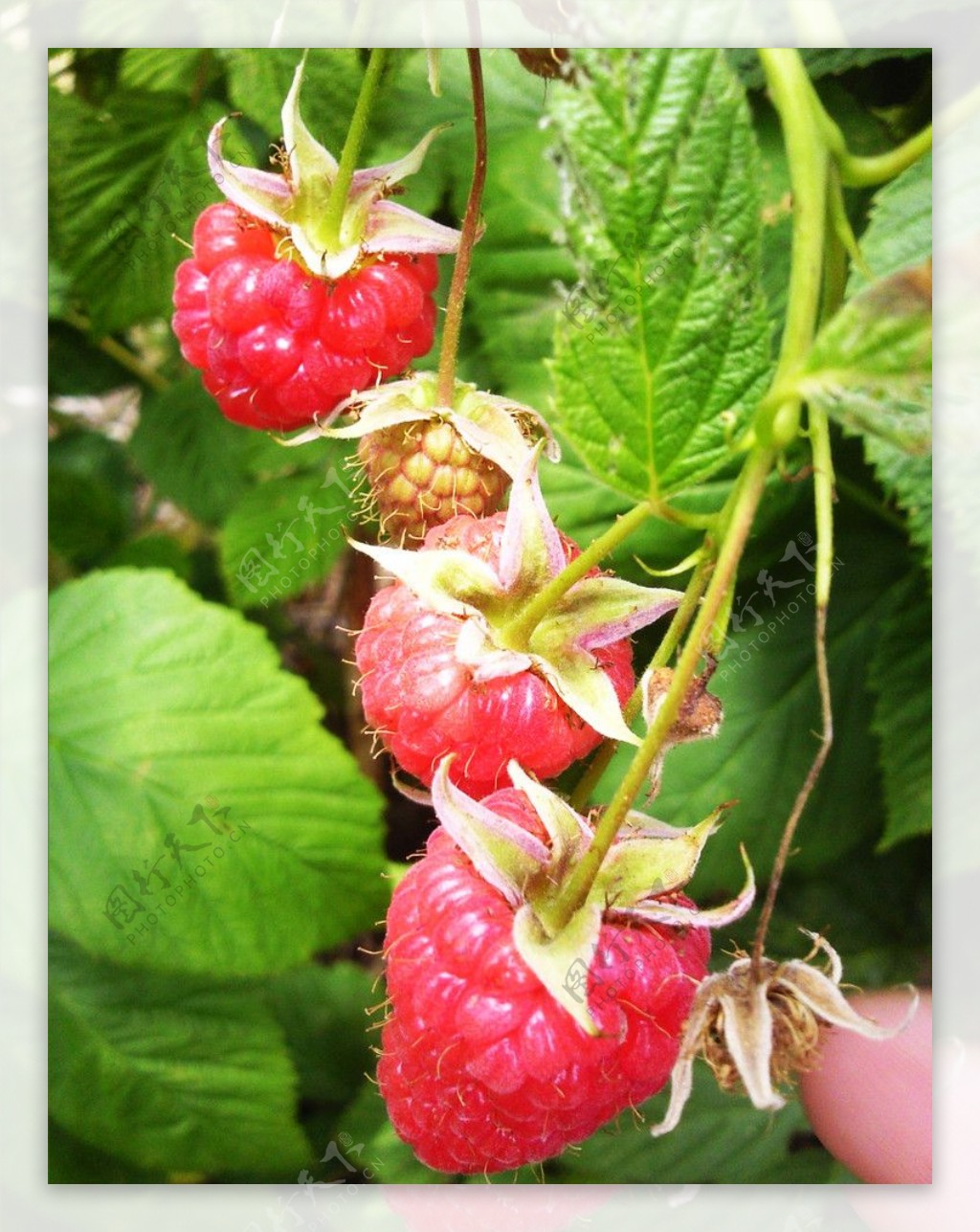 小草莓图片