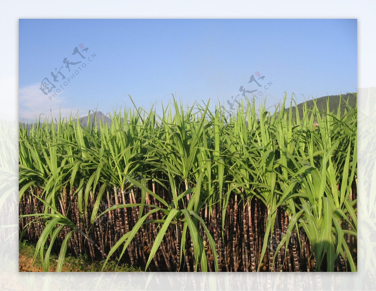 在唐朝之前，中国北部地区甘蔗的出现与食糖种类的演变情况_百科TA说