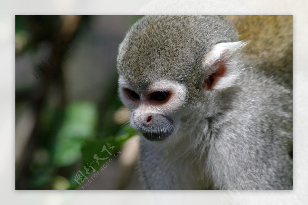 厄瓜多尔卡布奇诺猴图片