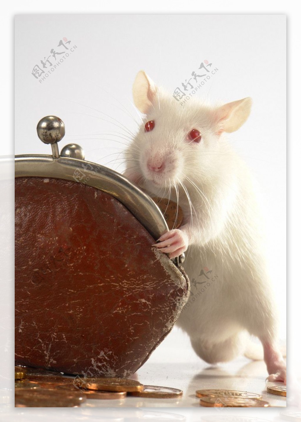 小白鼠和钱包图片