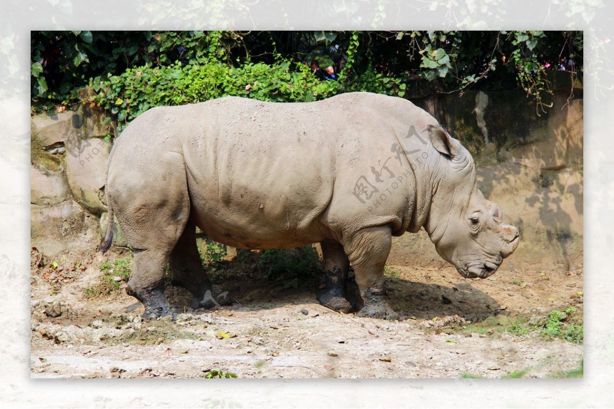 Rhinos on the brink | ShareAmerica