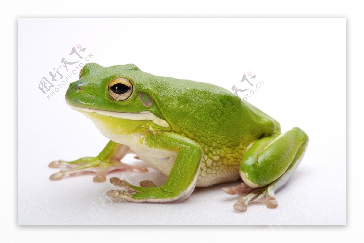 【红烧青蛙】1.先把青蛙去皮洗干净，内脏可… - 堆糖，美图壁纸兴趣社区