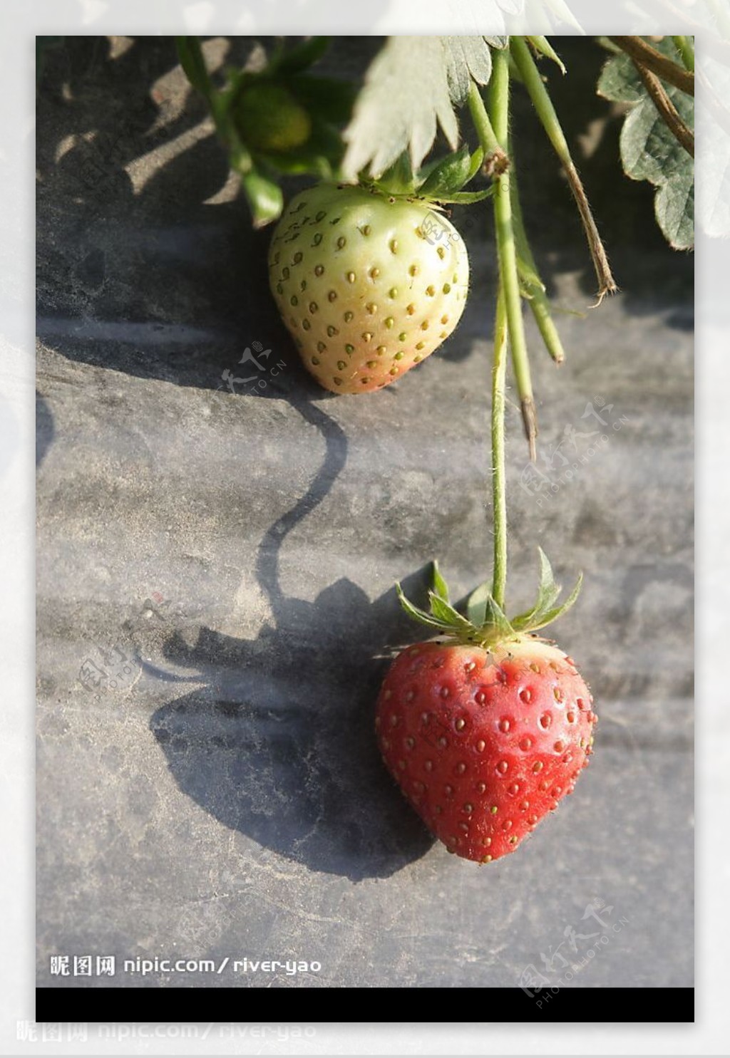 高清晰草莓图片