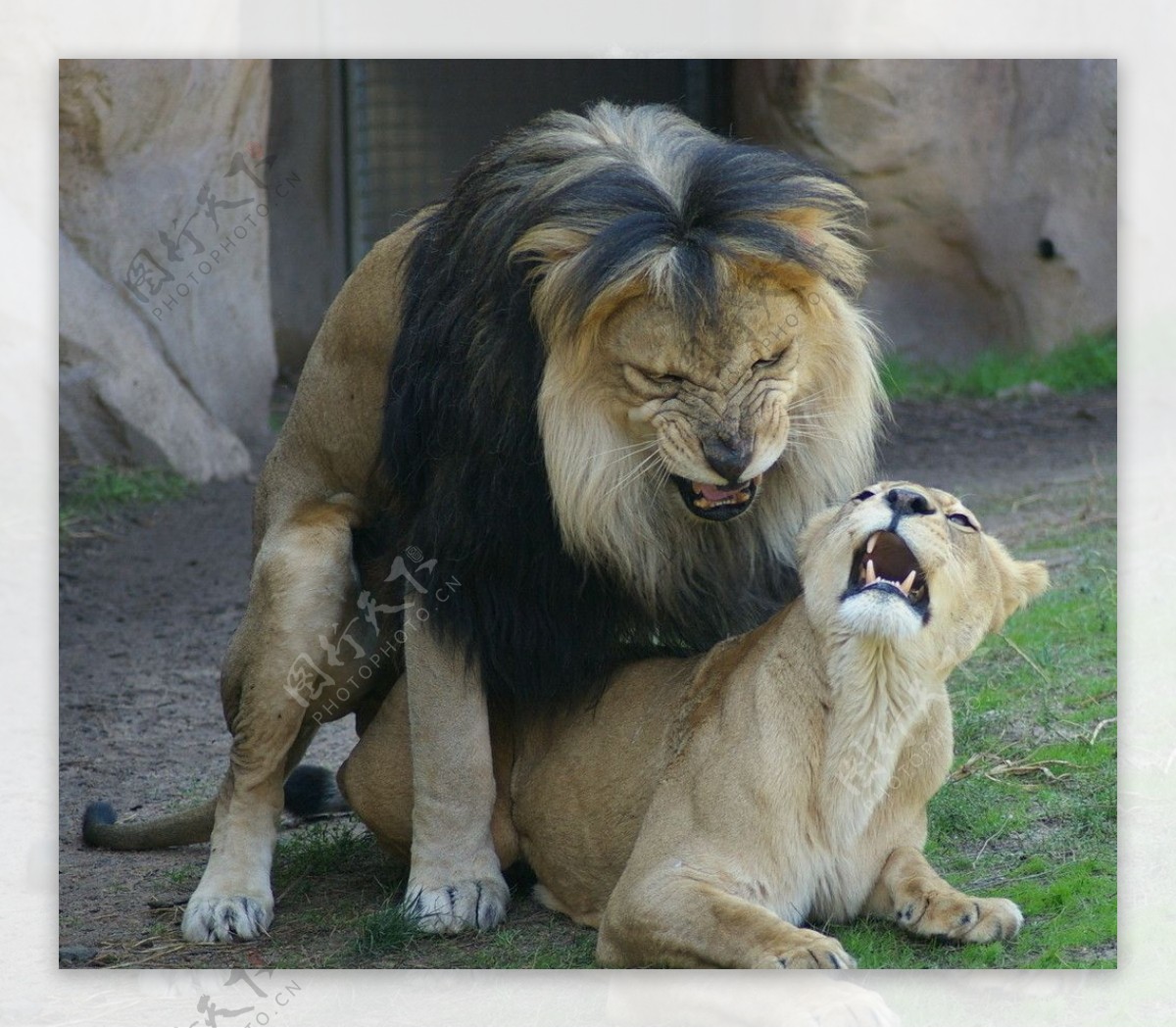 狮子母狮图片